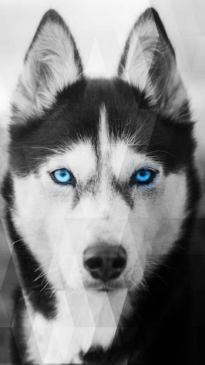 Siberian Husky Wallpapers