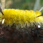 Banded Tussock Moth (larva)