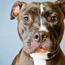 Pit Bulls Wallpapers New Tab Theme