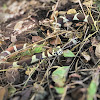 California Kingsnake