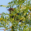 Brown-headed Cowbird