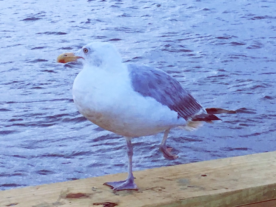 Common Gull