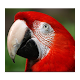 The Parrot Download on Windows