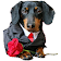 Autocollants de chien WAStickerApps memes de chien icon