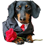 Dogs Stickers ? WAStickerApps dogs memes Apk