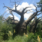 Baobab Tree