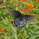 Eastern tiger swallowtail butterfly