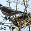 Woodpigeon