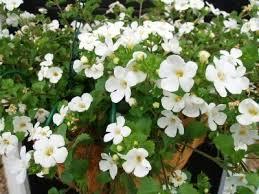 :Plant Images:Bacopa.jpg