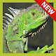 Download Imagenes de Iguanas For PC Windows and Mac 2.3