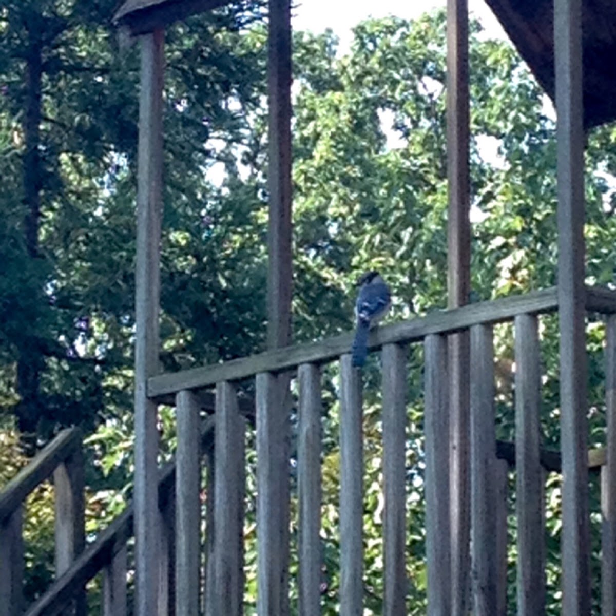 Blue jay