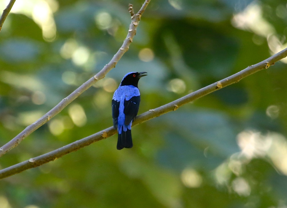 Asian Fairy-bluebird