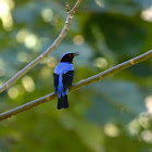 Asian Fairy-bluebird