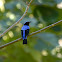 Asian Fairy-bluebird