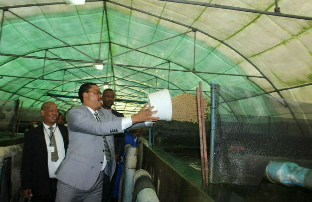 MEC Mlibo Qoboshiyane feeds catfish in one of the grow-out tunnels at the Karoo Catch fish farm, while Dr Beyers Naude Municipality mayor Deon de Vos, left, and Sarah Baartman district department director Thembani Nyokana look on