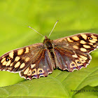 Speckled Wood