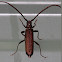 Large Brown Longicorn Beetle