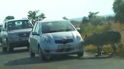 A curious male lion approaches a car in the Kruger National Park.