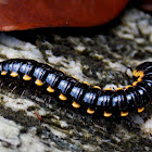 MILLIPEDE