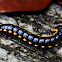 MILLIPEDE