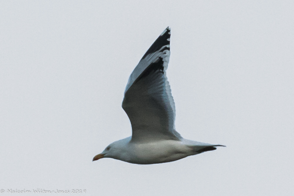 Herring Gull