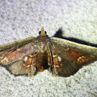 Snout moth