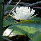 American White Water Lily