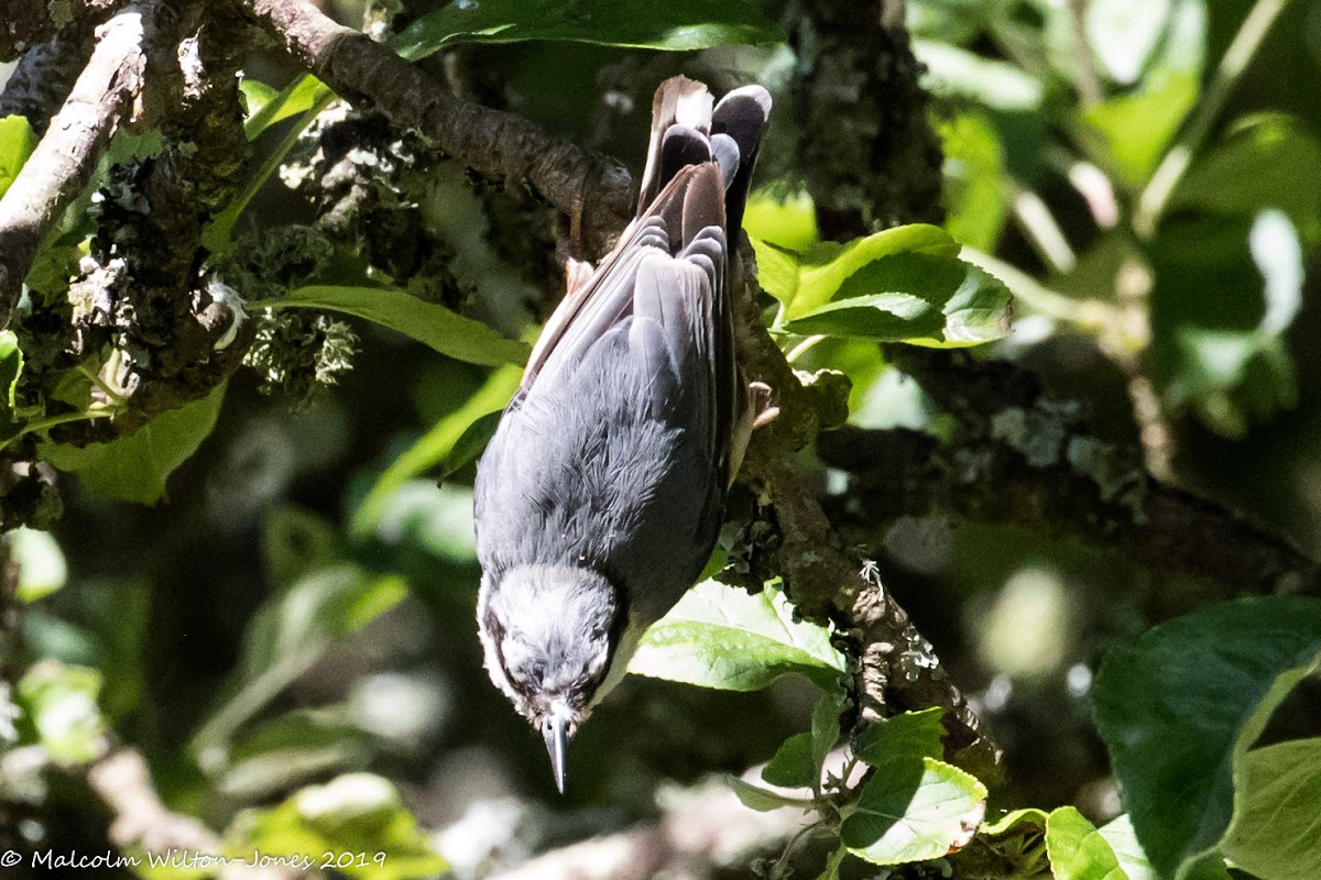 Nuthatch