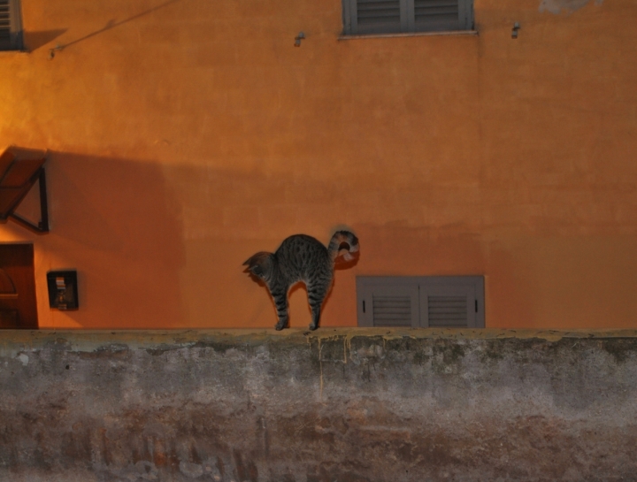 La gatta sul tetto che scotta... di arabesque