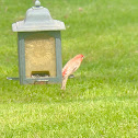 House Finch