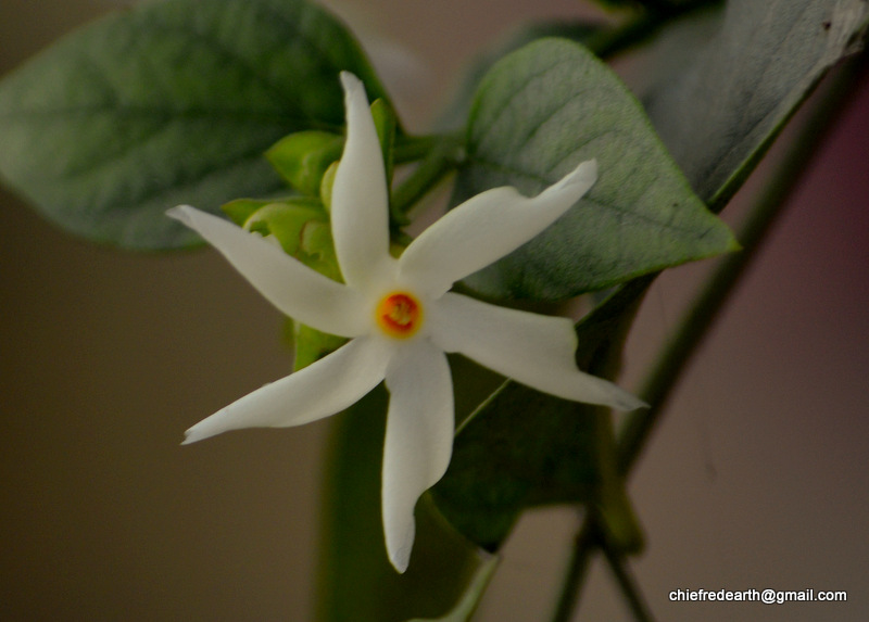 Night-flowering Jasmine