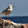 Glaucous-winged Gull