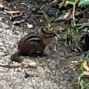 Chipmunk