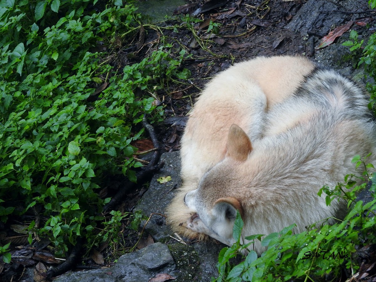 Tibetan Wolf