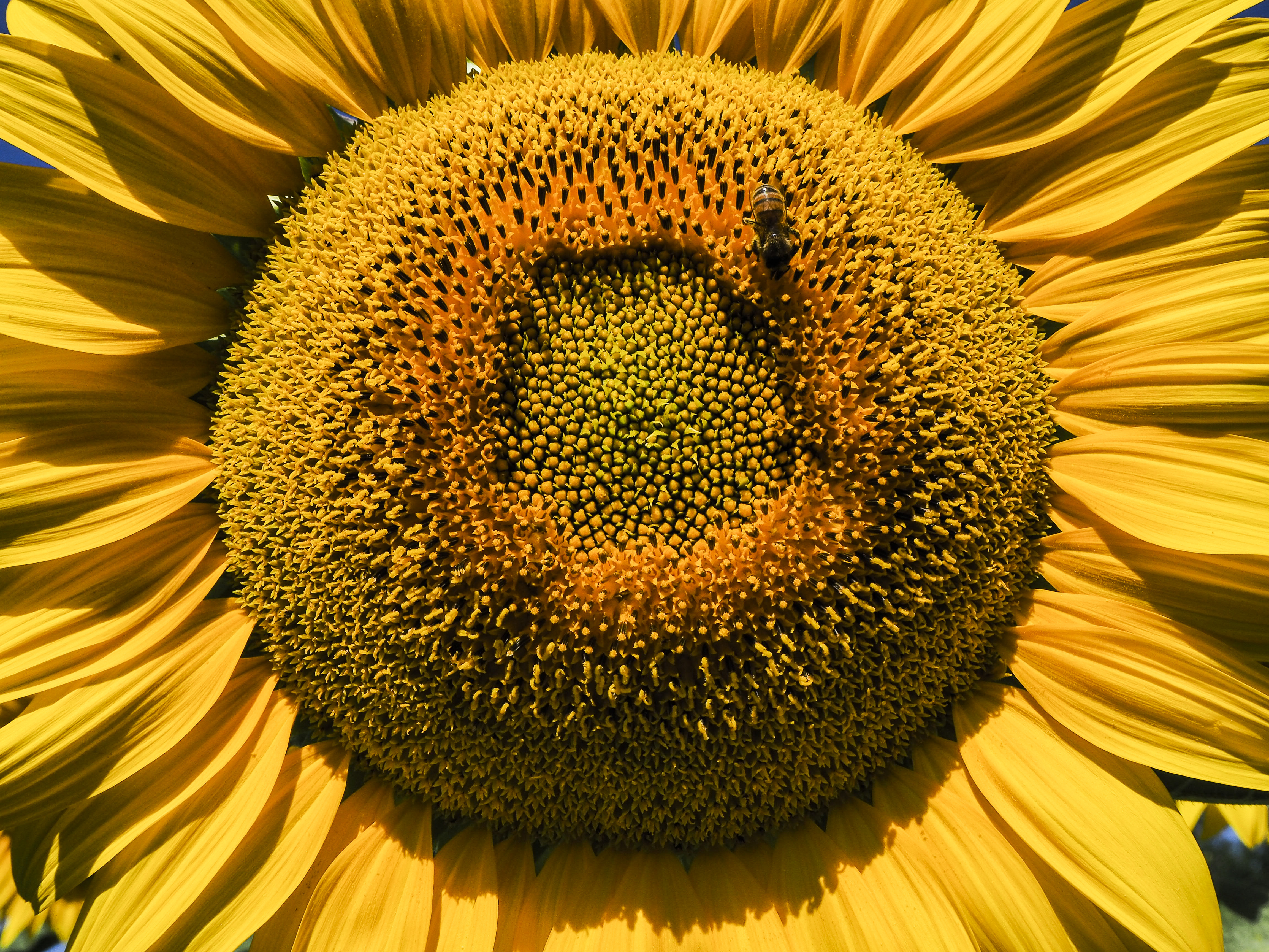 Come il sole di Francesca Corti 