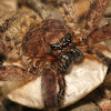 Huntsman spider(with egg sac)