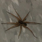 Brown Recluse