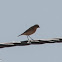 Wheatear