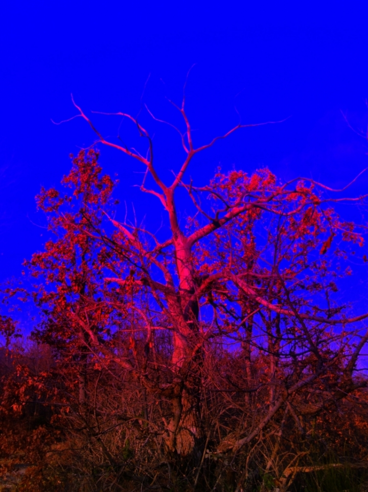 L'albero di Goethe di ombry