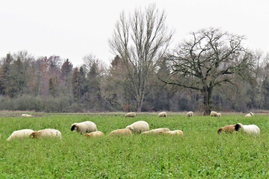 2019-01-28 LüchowSss Schafherde (2)