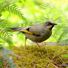 Variegated Laughing Thrush