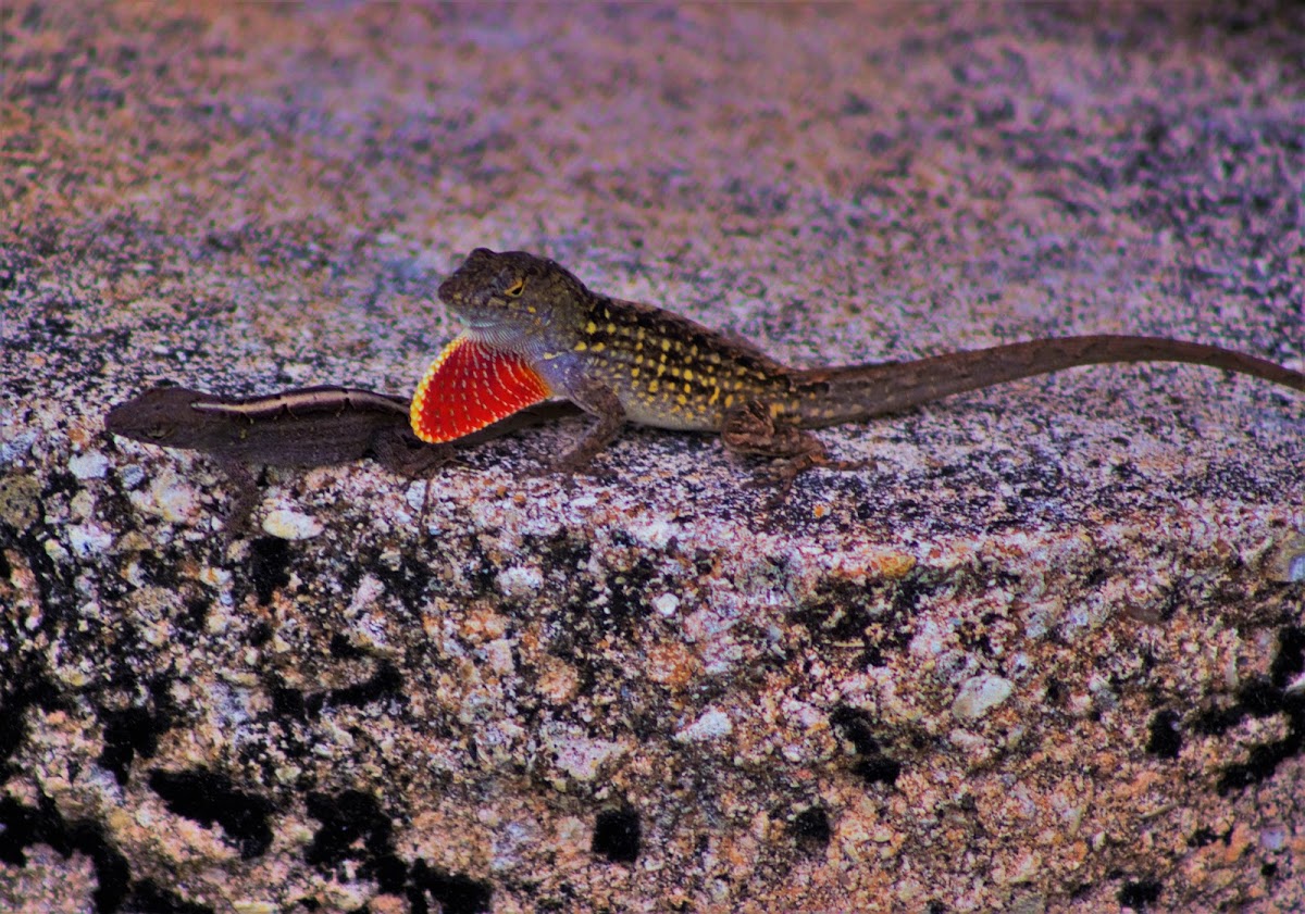 Brown Anole(Male & Female)