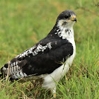 Buzzard  -  Augur Buzzard