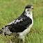 Buzzard  -  Augur Buzzard