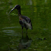 Glossy Ibis