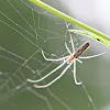 Long-jawed Orb-weaver or stretch spider