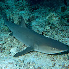 White Tip Reef Shark