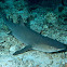 White Tip Reef Shark