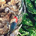 red bellied woodpecker