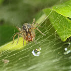 Labyrinth spider